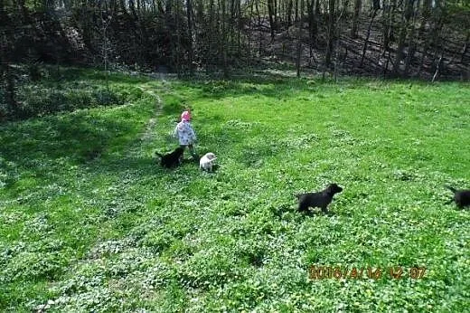 Labrador retriever- cudne biszkopciki i czarne,  m
