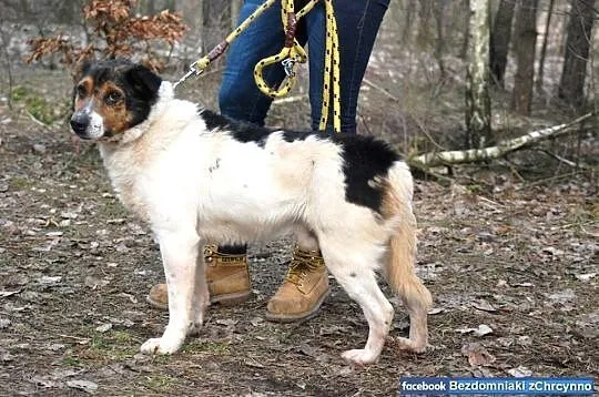 Niech zdarzy się cud! Szukamy na cito domu dla Cie