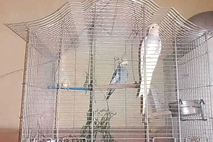 Sprzedaję papugę, Pomorskie, Długie Pole