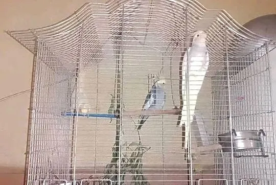 Sprzedaję papugę