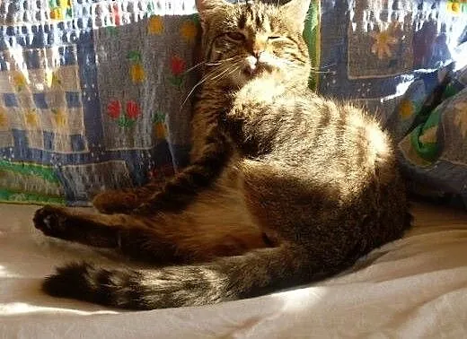 Micia poleca się do nowego domu, podlaskie Suwałk
