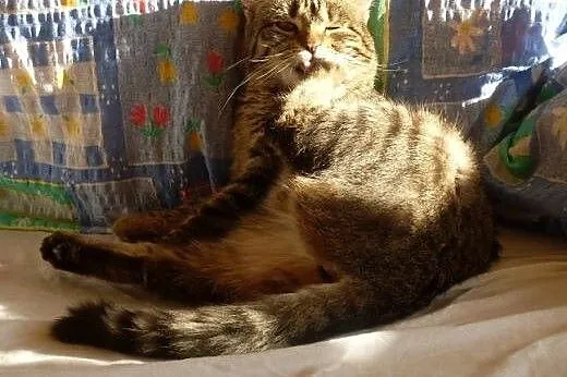 Micia poleca się do nowego domu, podlaskie Suwałki