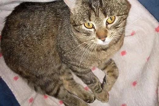Micia poleca się do nowego domu,  podlaskie Suwałk