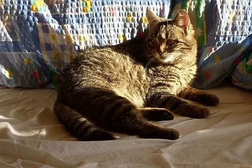 Micia poleca się do nowego domu,  podlaskie Suwałk