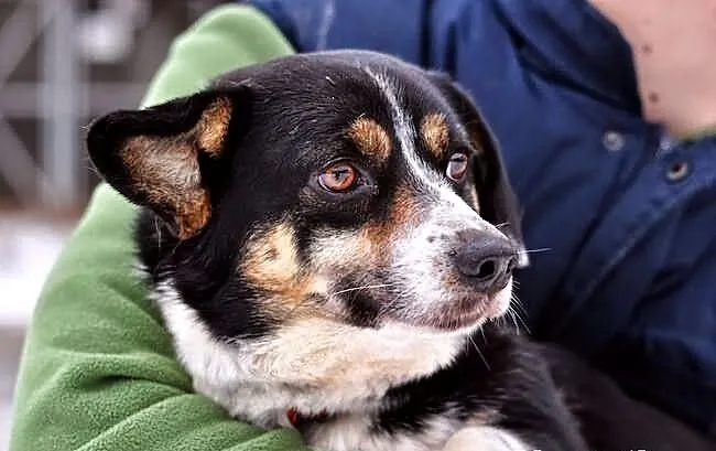 Pirat - ładny, mały corgikształtny :)
