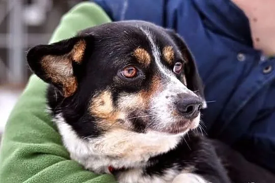 Pirat - ładny, mały corgikształtny :)