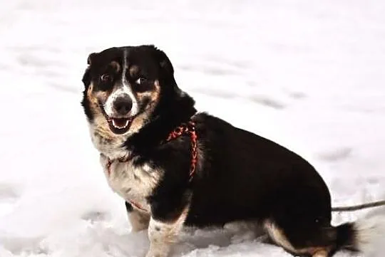 Pirat - ładny, mały corgikształtny :)