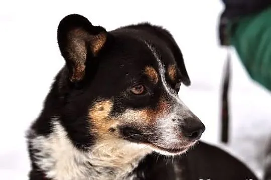 Pirat - ładny, mały corgikształtny :)