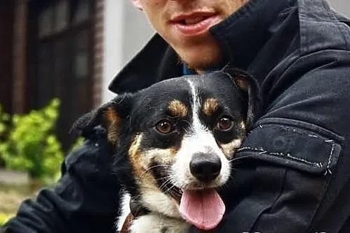 Pirat - ładny, mały corgikształtny :)