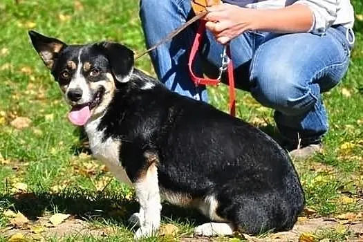 Pirat - ładny, mały corgikształtny :)