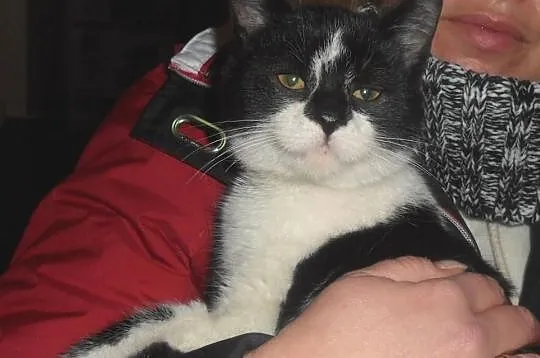 Kociaki do Adopcji