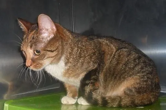 Kociaki do Adopcji