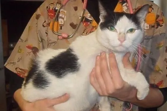 Kociaki do Adopcji