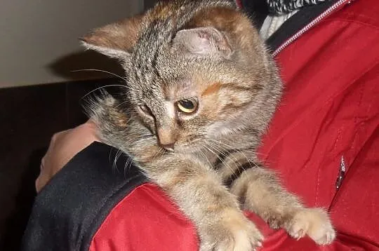 Kociaki do Adopcji