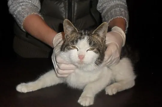 Kociaki do Adopcji