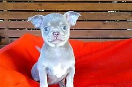 Suczka chihuahua liliowa
