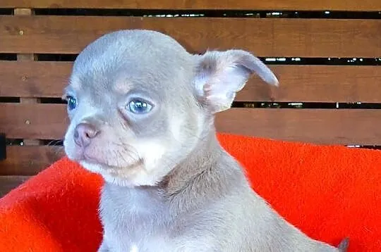 Suczka chihuahua liliowa, Mazowieckie, Płock
