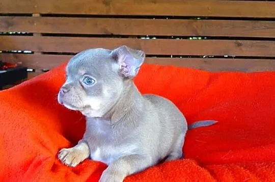 Suczka chihuahua liliowa, Mazowieckie, Płock