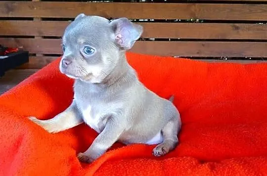 Suczka chihuahua liliowa, Mazowieckie, Płock