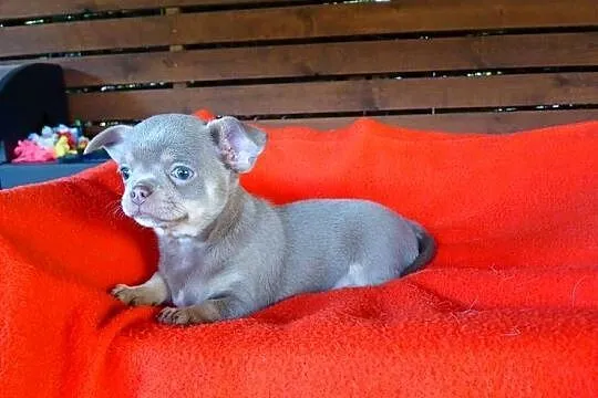 Suczka chihuahua liliowa, Mazowieckie, Płock