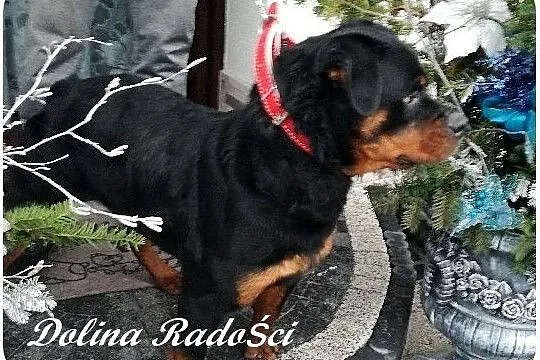 Rottweiler rezerwacja, Radomsko