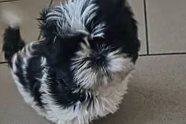 Szczeniak shihtzu