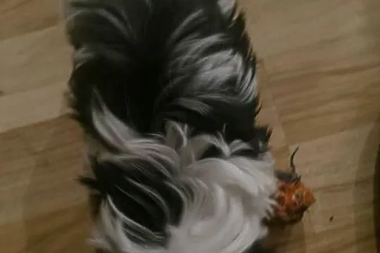 Szczeniak shihtzu, Mazowieckie, Lubowidz