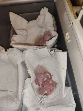 Szukam osoby która ręcznie wykarmi pisklęta  papug (Ary ,Kadadu ,Aleksandretty ), , Pszczyna