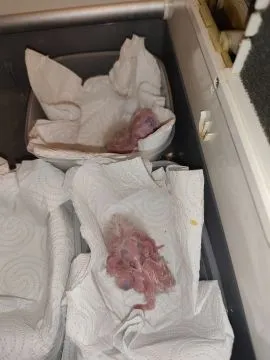 Szukam osoby która ręcznie wykarmi pisklęta  papug (Ary ,Kadadu ,Aleksandretty ), , Pszczyna