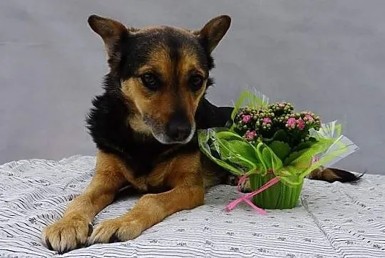 Iskra szuka domu, , Kruszewo