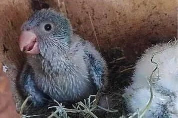 Papugi mnichy do ręcznego karmienia, Wielkopolskie, Leszno