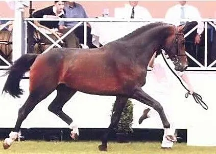QUIDAM DE REVEL x RAMIRO Z /zangersheide ., , Suchy