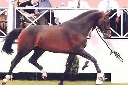 QUIDAM DE REVEL x RAMIRO Z /zangersheide ., , Suchy