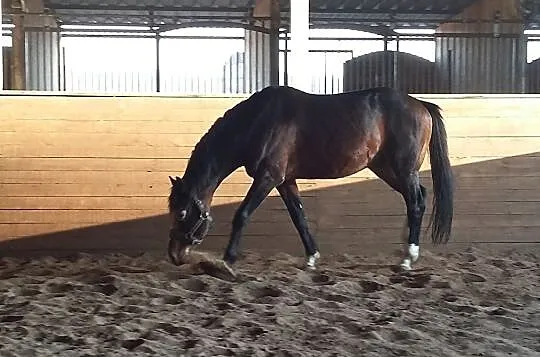 QUIDAM DE REVEL x RAMIRO Z /zangersheide ., , Suchy