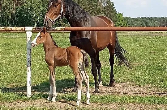 QUIDAM DE REVEL x RAMIRO Z /zangersheide ., , Suchy