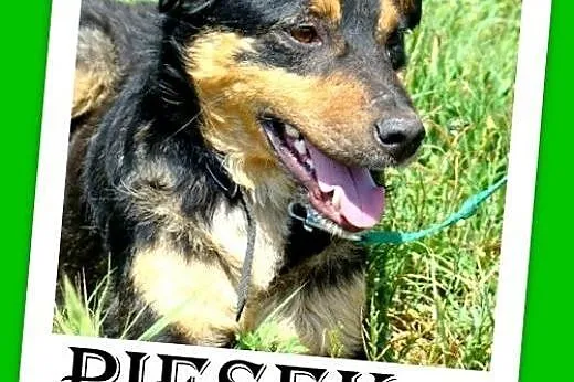 Średni,przyjazny,toarzyski,młody piesek PŁOMYK.Adopcja,  małopolskie Kraków