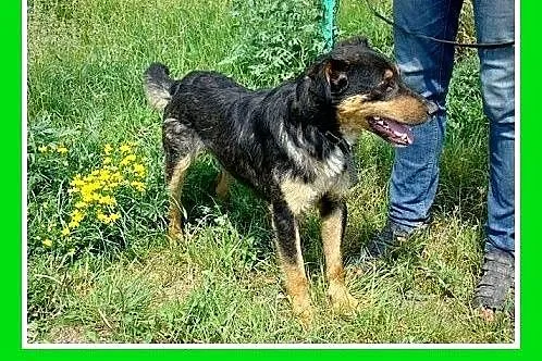 Średni,przyjazny,toarzyski,młody piesek PŁOMYK.Ado