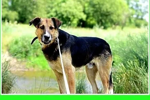 Duży 30 kg,średnio energiczny, spokojny,łagodny pi