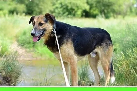 Duży 30 kg,średnio energiczny, spokojny,łagodny pi