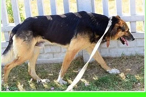 Duży 30 kg,średnio energiczny, spokojny,łagodny pi