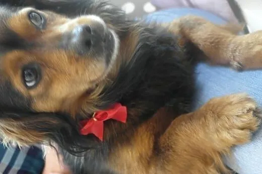 niewielki Franuś czeka na adopcję,  śląskie Bytom