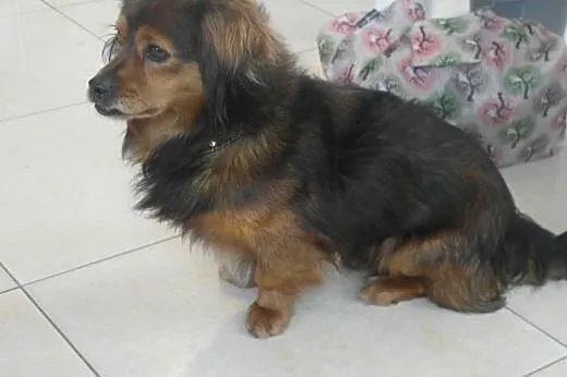 Niewielki Franuś czeka na adopcję,  śląskie Bytom