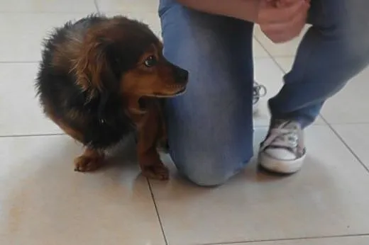 Niewielki Franuś czeka na adopcję,  śląskie Bytom