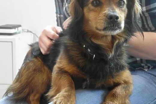Niewielki Franuś czeka na adopcję,  śląskie Bytom