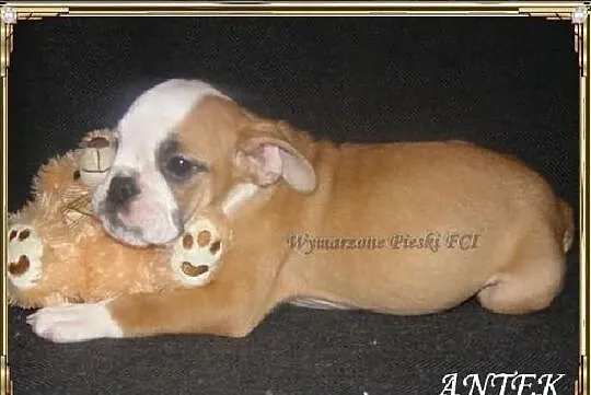 ANTEK Piesek buldoga angielskiego ZKwP (FCI) - WOL