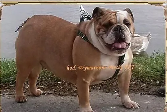 ANTEK Piesek buldoga angielskiego ZKwP (FCI) - WOL