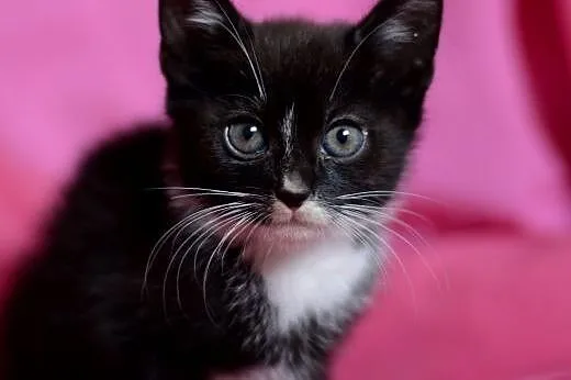 Czarna dwójka kociaków poleca się do adopcji,  ślą
