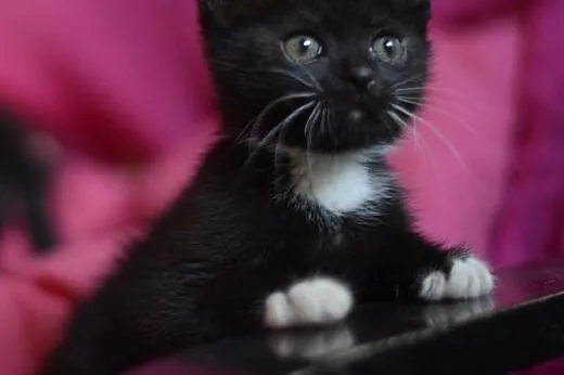 Czarna dwójka kociaków poleca się do adopcji,  ślą