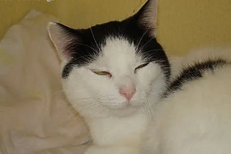 Kocurek Łapka szuka nowego domku,  lubuskie Gorzów