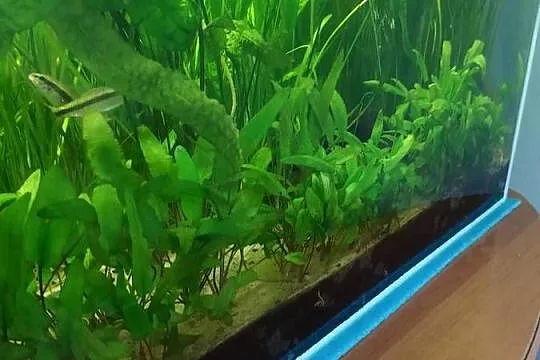 Akwarium 120L z wyposażeniem